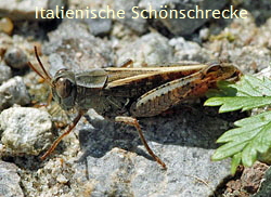 Italienischen Schönschrecke (Caliptamus italicus Juli 2012 FFH 