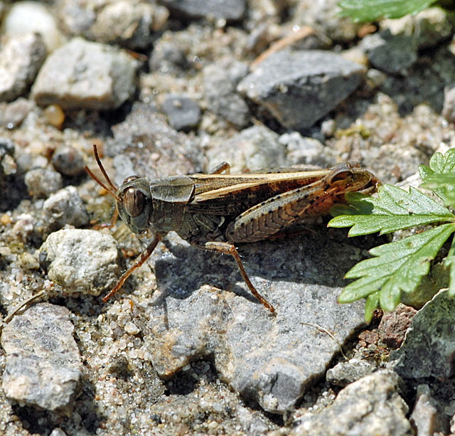 Italienischen Schönschrecke (Caliptamus italicus Juli 2012 FFH Wald Insekten 145