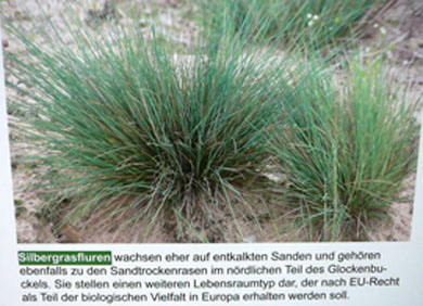 Juni 2010 Viernheimer Heide NSG Glockenbuckel 094_390