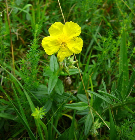Kahles Sonnenrschen (Helianthemum nummularium ssp. glabrum) Juni 2011 Oberlaudenbach Wiese Blumen u. Insekten 048
