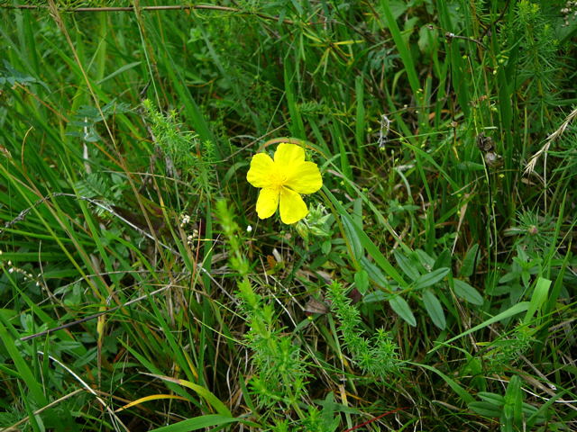 Kahles Sonnenrschen (Helianthemum nummularium ssp. glabrum) Juni 2011 Oberlaudenbach Wiese Blumen u. Insekten 049