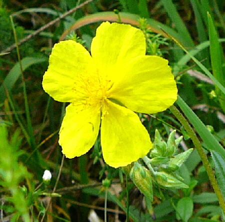 Kahles Sonnenrschen (Helianthemum nummularium ssp. glabrum) Juni 2011 Oberlaudenbach Wiese Blumen u. Insekten 049a