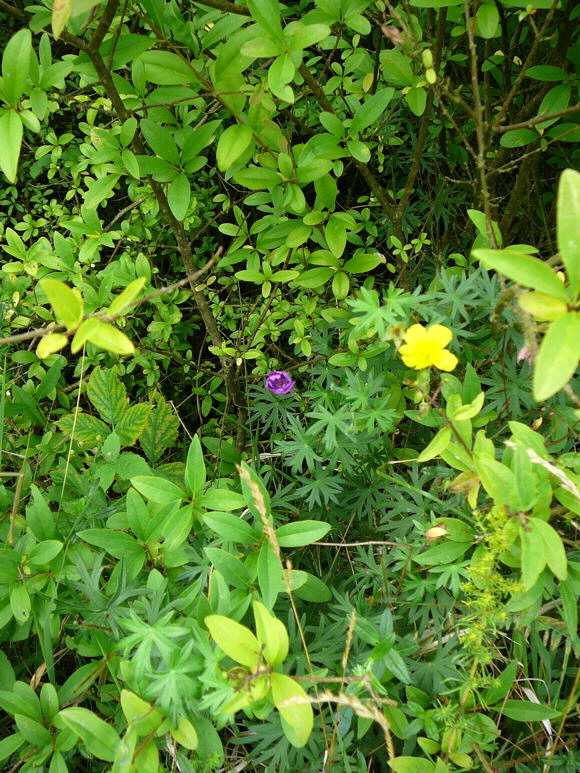 Kahles Sonnenrschen (Helianthemum nummularium ssp. glabrum) Juni 2011 Oberlaudenbach Wiese Blumen u. Insekten 065