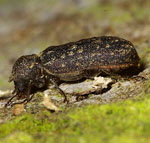 Kapuzenkäfer Lichenophanes varius kl.