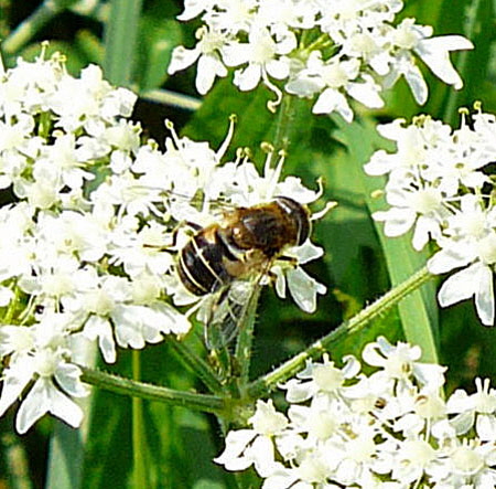 Kleine Keilfleckschwebfliege Eristalis arbustorum Aug 07 Odenwaldausflug Herchenrode & Neunkirchen 045