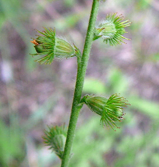 Kleine Odermennig (Agrimonia eupatoria) Sept 2010 Huett u. Viernheimer Glockenbuckel Insekten 067