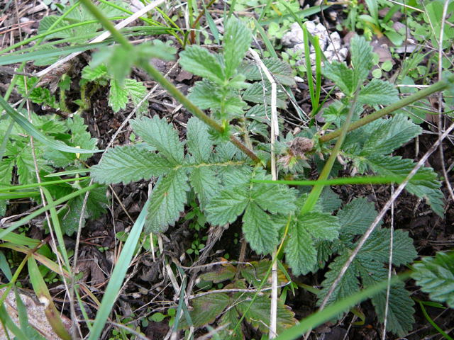 Kleine Odermennig (Agrimonia eupatoria) Sept 2010 Huett u. Viernheimer Glockenbuckel Insekten 064
