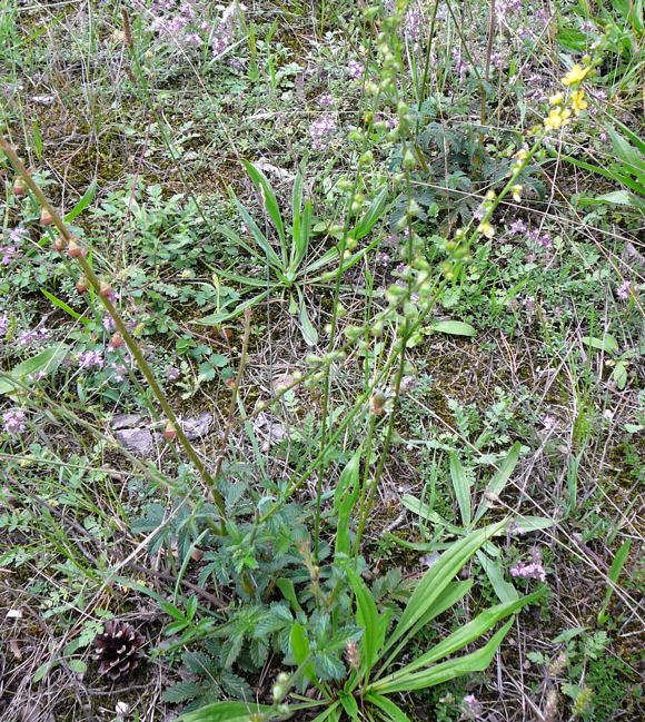 Kleine Odermennig (Agrimonia eupatoria) Sept 2010 Huett u. Viernheimer Glockenbuckel Insekten 068
