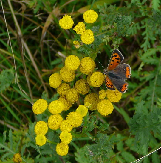 Kleiner Feuerfalter August 2008 Aktionstag ICE in Lorsch & Wildblumen Huett-Lorsch 090a