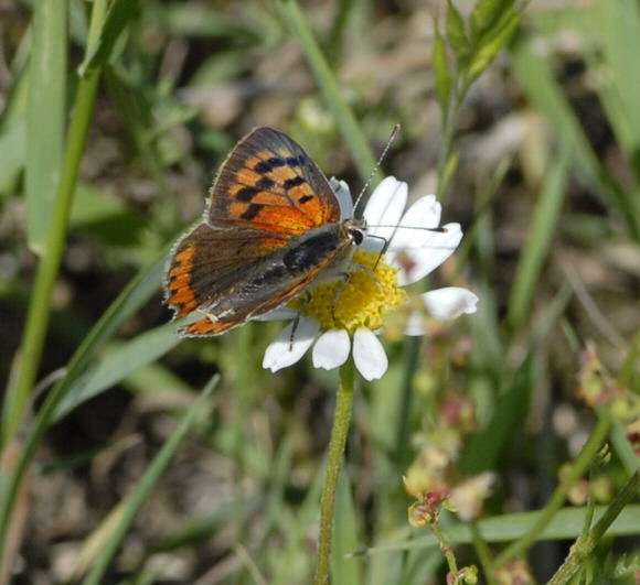 Kleiner Feuerfalter Lycaena phlaeas Juni 2011 Viernheimer Wald Schmetterlinge NIKON 117