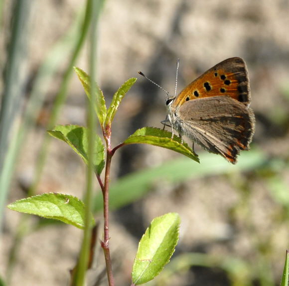 Kleiner Feuerfalter Lycaena phlaeas Juni 2011 Viernheimer Wald Schmetterlinge NIKON 150