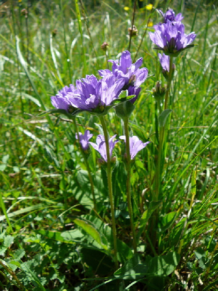 Knuel-Glockenblume (Campanula glomerata). Mai 2012 Pfalz und Elsa Nordvogesen 109