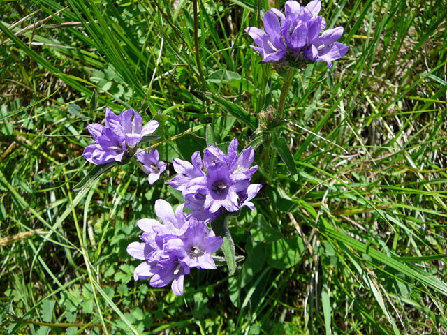 Knuel-Glockenblume (Campanula glomerata). Mai 2012 Pfalz und Elsa Nordvogesen 108