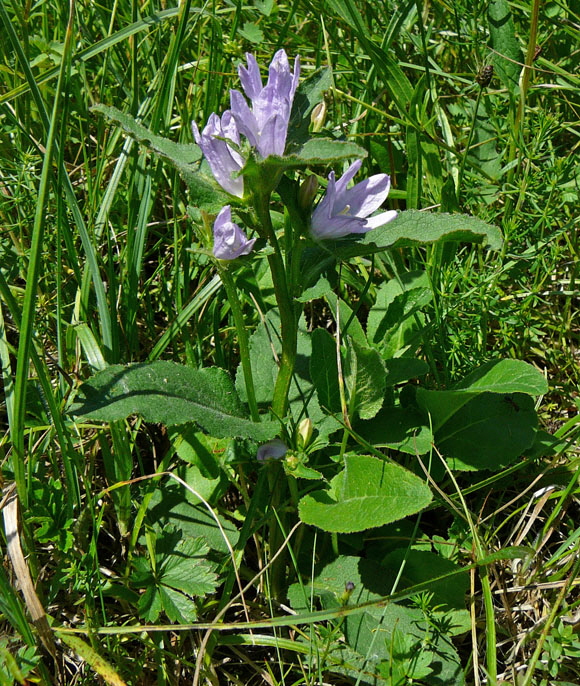Knuel-Glockenblume (Campanula glomerata). Mai 2012 Pfalz und Elsa Nordvogesen 110