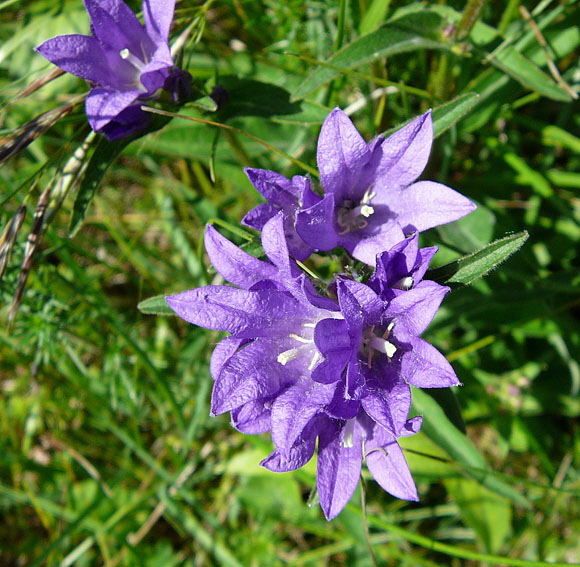 Knuel-Glockenblume (Campanula glomerata). Mai 2012 Pfalz und Elsa Nordvogesen 111