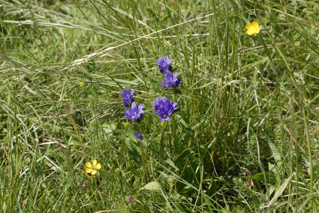 Knuel-Glockenblume (Campanula glomerata). Mai 2012 Pfalz und Elsa Nordvogesen NIKON 049