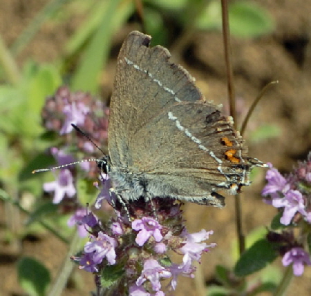 Kreuzdornzipfelfalter (Satyrium spini) Juli 2012 , Lautertal-Gundelfingen NIKON 293