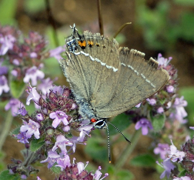 Kreuzdornzipfelfalter (Satyrium spini) Juli 2012  Lautertal-Gundelfingen NIKON 294a