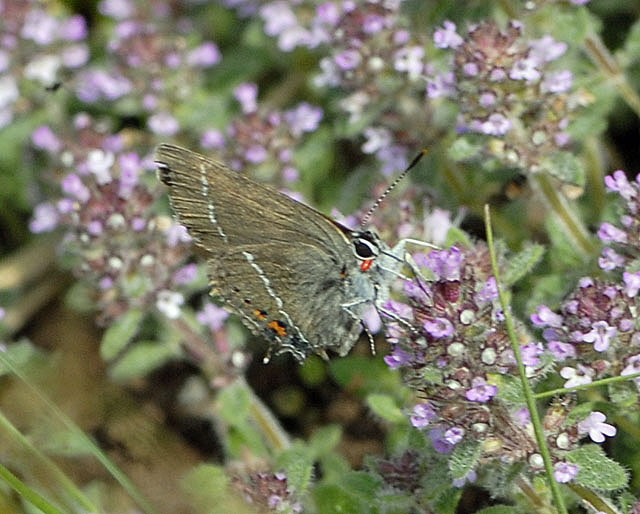 Kreuzdornzipfelfalter (Satyrium spini) Juli 2012 Lautertal-Gund