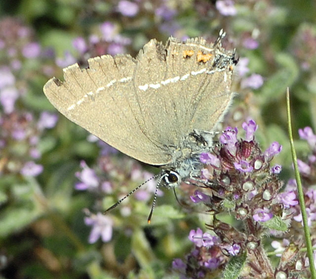 Kreuzdornzipfelfalter (Satyrium spini) Juli 2012 Lautertal-Gundelfingen NIKON 291