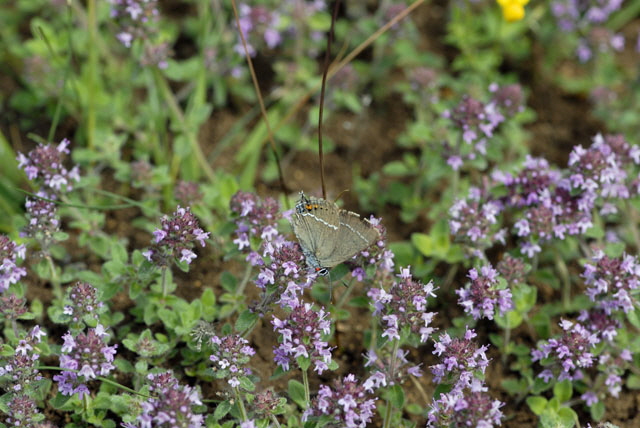 Kreuzdornzipfelfalter (Satyrium spini) Juli 2012 Lautertal-Gundelfingen NIKON 294