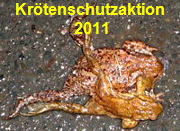 Krötenschutzaktion 2011