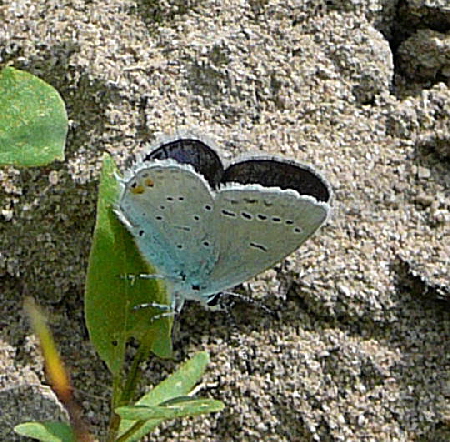 Kurzschwnzige Bluling (Cupido argiades)  Mai 09 Schmetterlinge u. Insekten Brachstck Richtung Lorsch 032