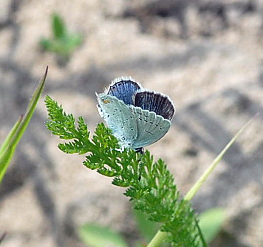 Kurzschwnzige Bluling (Cupido argiades)  Nikon Schmetterlinge