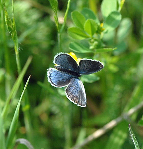 Kurzschwnzige Bluling. (Cupido argiades)  Nikon Schmetterlinge u. Insekten Brachstck Richtung Lorsch 038