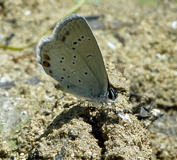 Kurzschwnziger Bluling (Everes argiades)  Juli 2012 Mnsingen Biosph., Lautertal-Gundelfingen NIKON 348