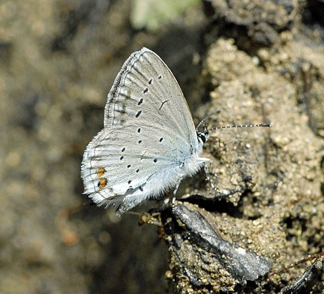 Kurzschwnziger Bluling (Everes argiades)  Juli 2012 Mnsingen Biosph., Lautertal-Gundelfingen NIKON 352