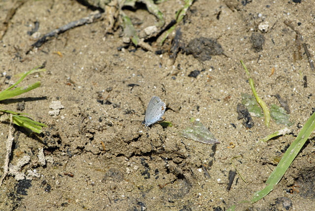 Kurzschwnziger Bluling (Everes argiades)  Juli 2012 Mnsingen Biosph., Lautertal-Gundelfingen NIKON 346