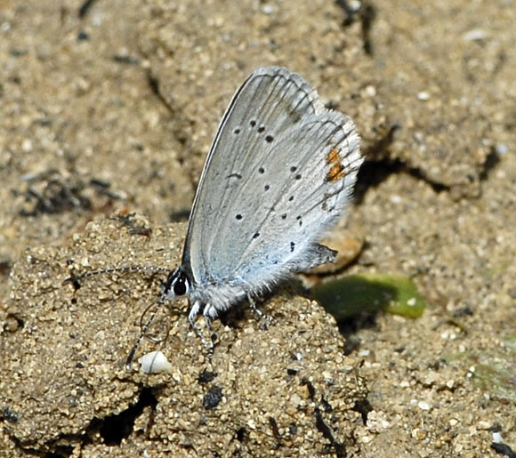 Kurzschwnziger Bluling (Everes argiades) Juli 2012 Mnsingen Biosph., Lautertal-Gundelfingen NIKON 345