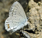 Kurzschwnziger Bluling (Everes argiades) W kl.