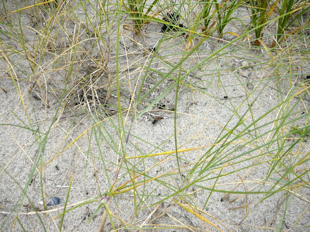 Kurzstiel-Sandwespe (Podalonia affinis) Urlaub 2010 6.8.Fehmarn Ort u. Wallau, Ostseekueste 035