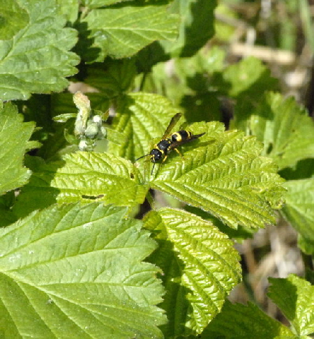 Lehmwespe Ancistrocerus nigricornis April 2011 Laudenbach Insekten und Blumen NIKON 094
