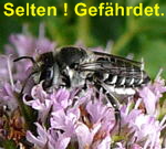 Luzerne-Blattschneiderbiene (Megachile rotundata) kl.
