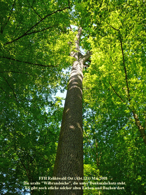 Mai 2008 Ausritt 1 Viernheimer Wald 023