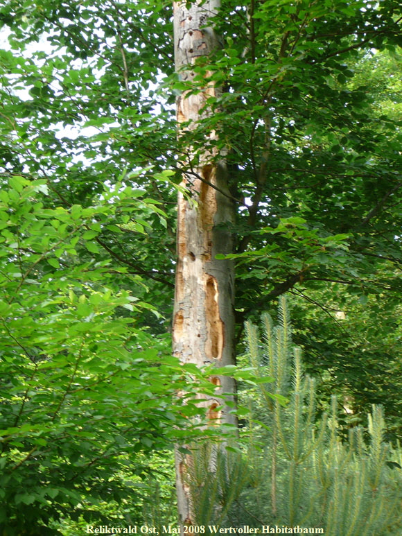 Mai 2008 Viernheimer Wald 058
