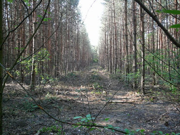 Mai 2011 Viernheimer Wald westlich A67 023