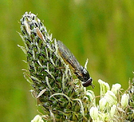 Matte Schwarzkopf-Schwebfliege (Melanostoma scalare) Juni 2010 Httenfeld hinter Friedhof Blumen und Insekten 023a