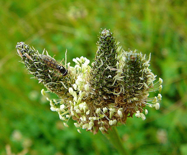 Matte Schwarzkopf-Schwebfliege (Melanostoma scalare) Juni 2010 Httenfeld hinter Friedhof Blumen und Insekten 024