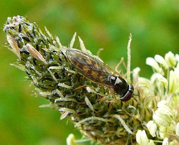 Matte Schwarzkopf-Schwebfliege (Melanostoma scalare) Juni 2010 Httenfeld hinter Friedhof Blumen und Insekten 024a