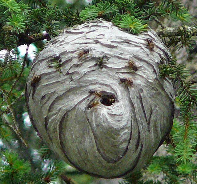 Mittlere Wespe oder Kleine Hornisse (Dolichovespula media) 2011-07-15 Nationalpark Berchtesgarden Wimbachklamm+gries 114
