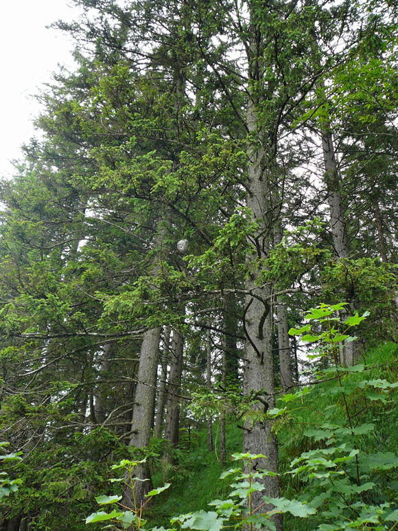Mittlere Wespe oder Kleine Hornisse (Dolichovespula media) 2011-07-15 Nationalpark Berchtesgarden Wimbachklamm+gries 117