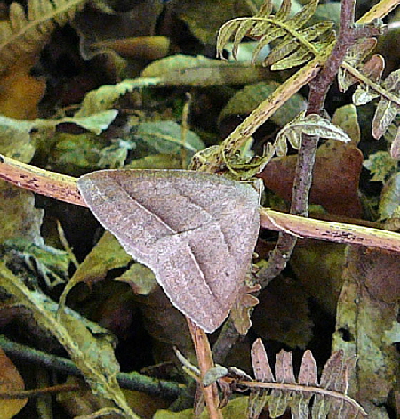 Moorwald-Adlerfarnspanner Petrophora chlorosata  Mai 2012 Pfalz und Elsa Nordvogesen 081