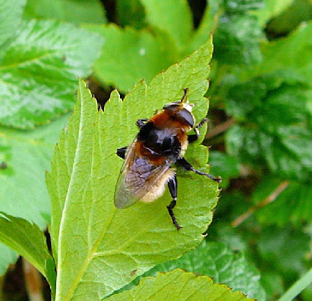 Narzissen-Schwebfliege 1 Merodon equestris var. equestrisl Mai 2010 Huett Garten Hummel 021