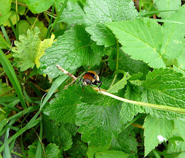 Narzissen-Schwebfliege 1 Merodon equestris var. equestris Mai 2010 Huett Garten Hummel 010