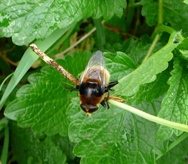 Narzissen-Schwebfliege 1 Merodon equestris var. equestris Mai 2010 Huett Garten Hummel 011