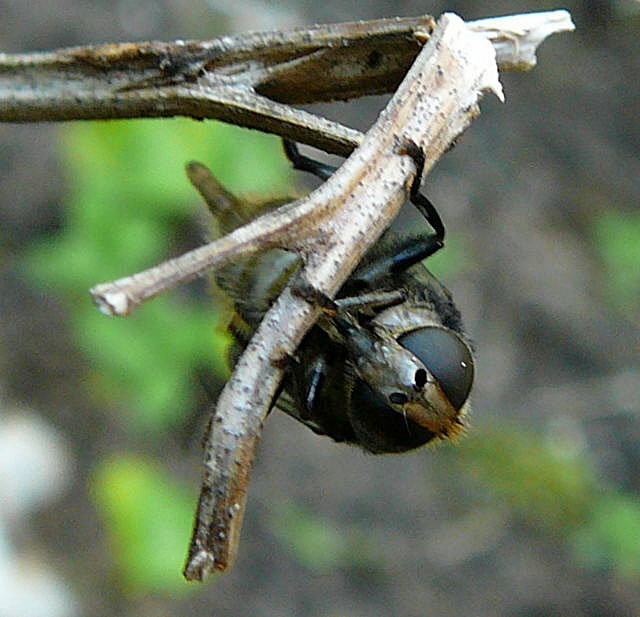 Narzissen-Schwebfliege 2 Merodon equestris bei Eiablage Mai 2010 Huett Schleuse und Garten 022